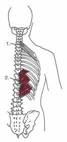 Serratus-posterior-superior-Muskel und Serratus-posterior-inferior-Muskel