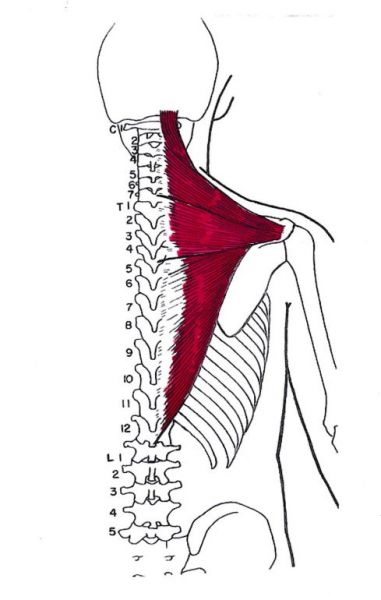 Trapezius der Trapezmuskel, Blick auf die Schulter von vorne - Behandlung durch Pohltherapie