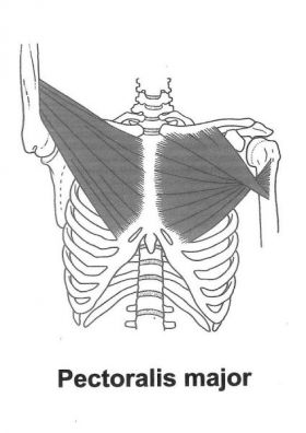 Großer Brustmuskel (Pectoralis major) - Behandlung durch Pohltherapie