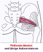 Piriformis Muskel und Aussenrotatoren - Behandlung durch Pohltherapie