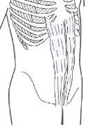 Der untere Teil des geraden Bauchmuskels - Behandlung durch die Pohltherapie