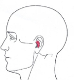 Verspannungen des Bindegewebes der Ohrengegend - Behandlung durch Pohltherapie