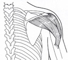 Posterior Muskel